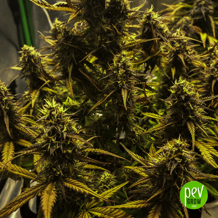 Graines Auto NL x Auto AK Spanish